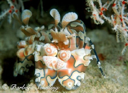 A pair of Harlequin Shrimp. Taken with a Nikon F100 and a... by Barbara Schilling 